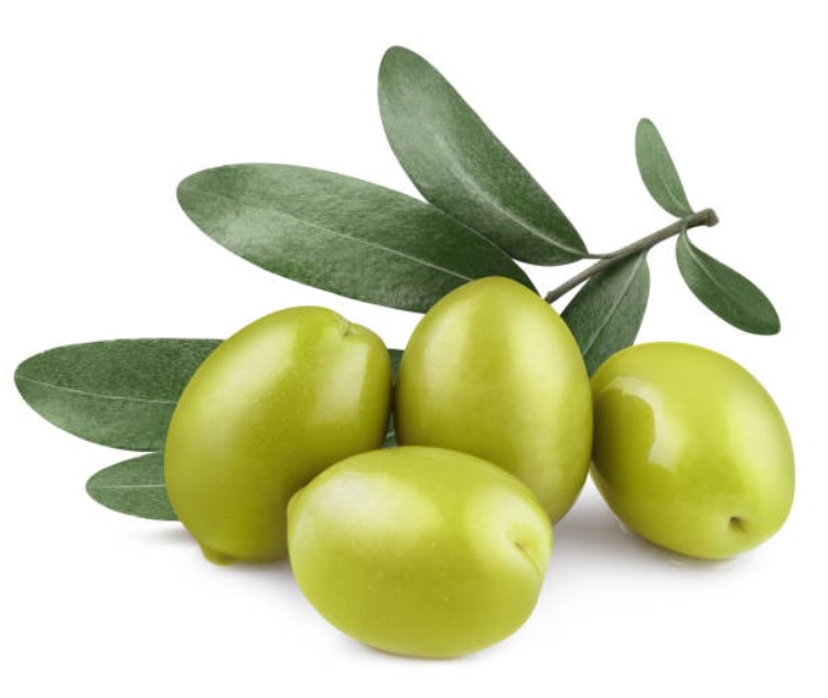 نهال زیتون کنسروالیا